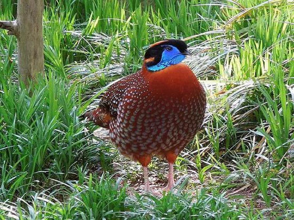 101PARC AUX OISEAUX DANS L AIN 2016 2_000014.jpg